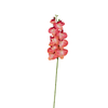 Orchid