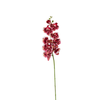 Orchid