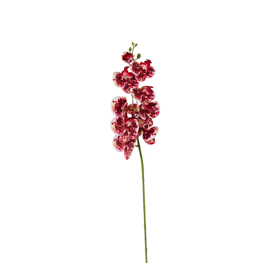 Orchid