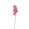 Orchid