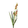 Orchids