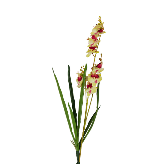 Orchids