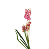 Orchids