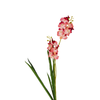 Orchids