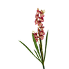 Orchids