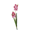 Orchids