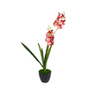 Orchid Pot Black