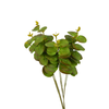 Eucalyptus