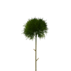 Dianthus