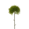 Dianthus