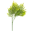 Fern