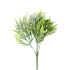 Fern