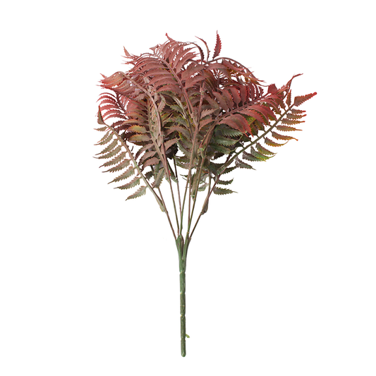 Ferns