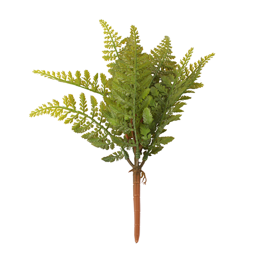 Boston Fern