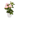 Rose Pot
