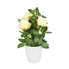 Rose Pot
