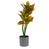 Croton Pot