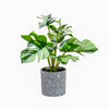 Monstera Pot