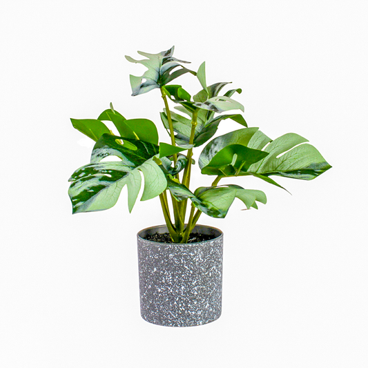 Monstera Pot