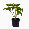 UMB Pot