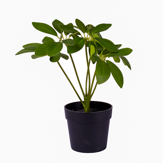 UMB Pot