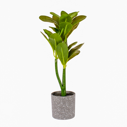 Rub/ Plant Pot
