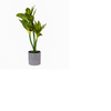 Croton Pot