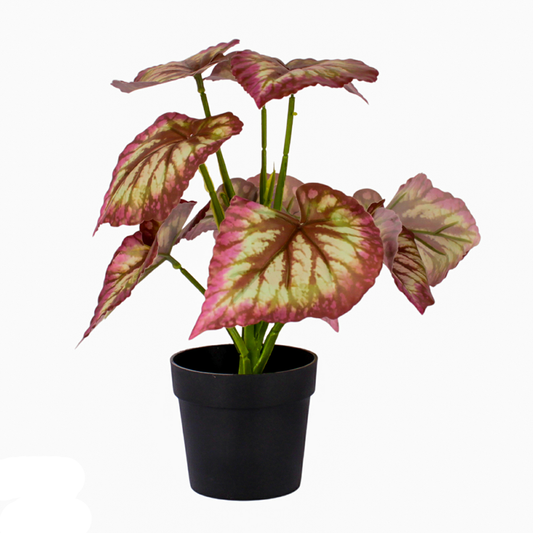 Begonia Pot
