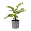 Monstera Pot