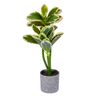 Rub/ Plant Pot