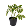 UMB Pot