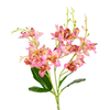 Orchid