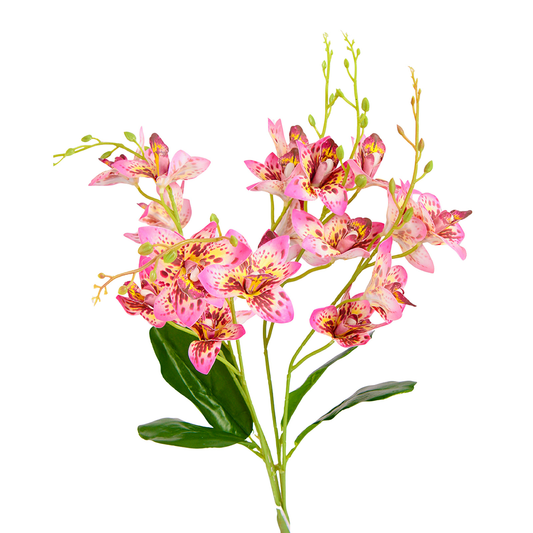 Orchid