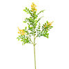 Flower Stems