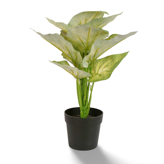 AR Head Pot