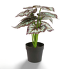 Begonia Pot