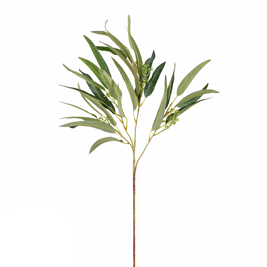 Eucalyp Stem
