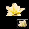Hair Clip Lily