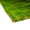 Moss Wall Decor 1M