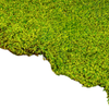 Moss Wall Decor 1M