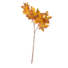 Maple Stem