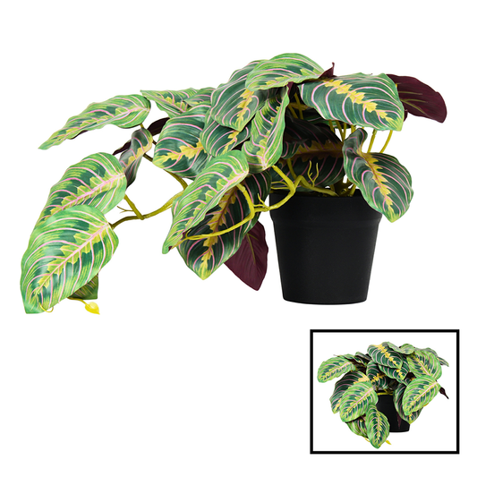 Prayer Plant Pot