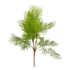 Ferns