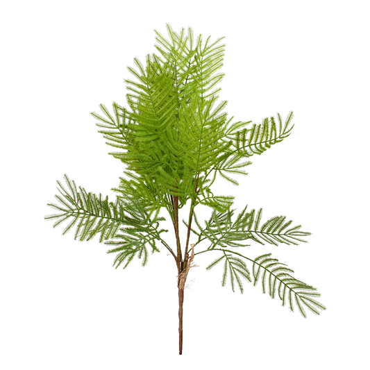 Ferns