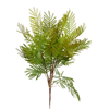 Ferns