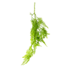 Hang Ferns