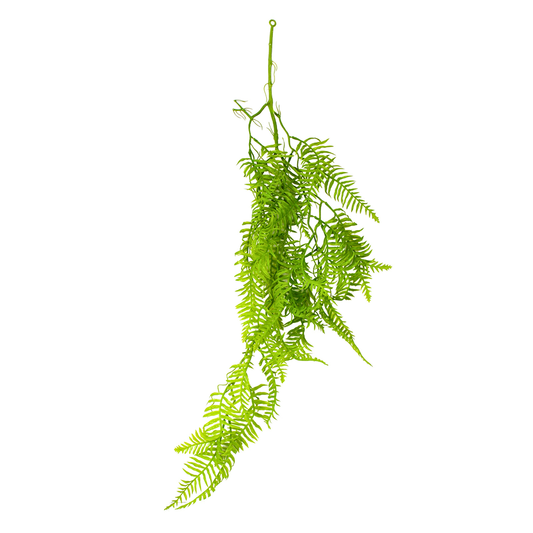 Hang Ferns