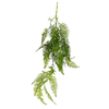 Hang Ferns