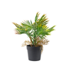 Palm