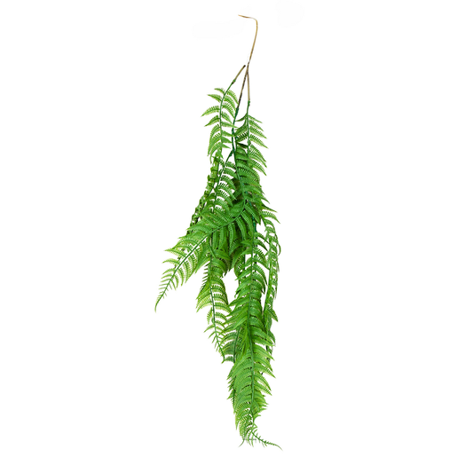 Ferns